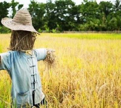 Straw Man Argument Fallacy - straw man with blue shirt and straw hat in a field of rye - fallaciesofloic.com