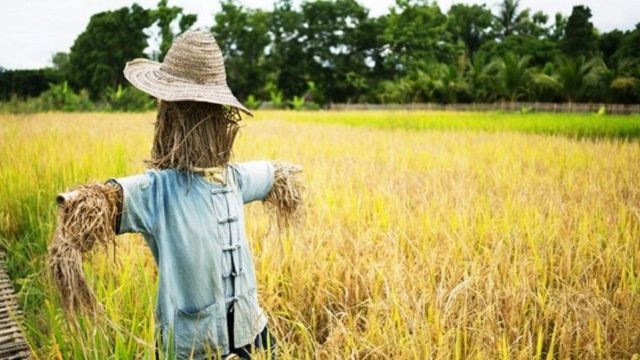 Straw Man Argument Fallacy - straw man with blue shirt and straw hat in a field of rye - fallaciesofloic.com