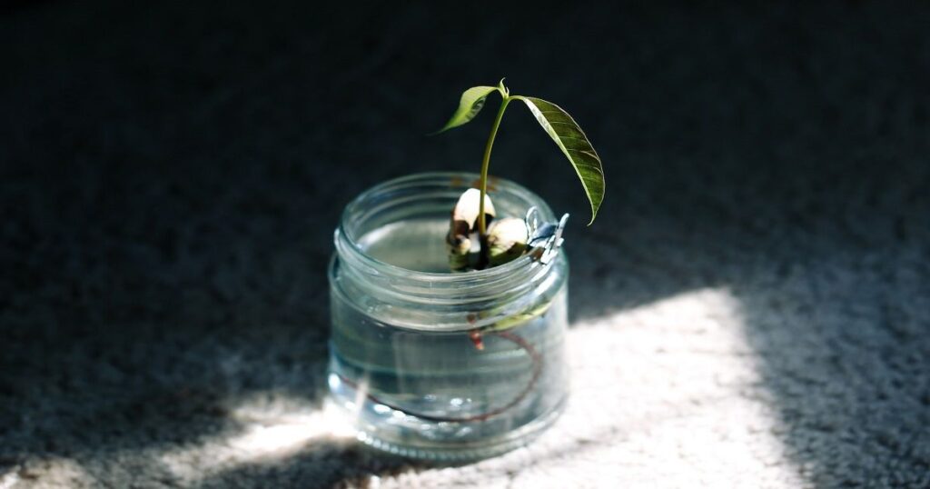 Top-Down Processing - plant in jar of water - fallaciesoflofic.com