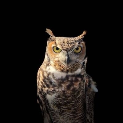 Words of Wisdom - Owl on black background - fallaciesoflogic.com
